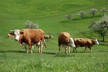 KUHHERDE MIT BLÜHENDEN OBSTBÄUMEN . LANDIDYLLE
