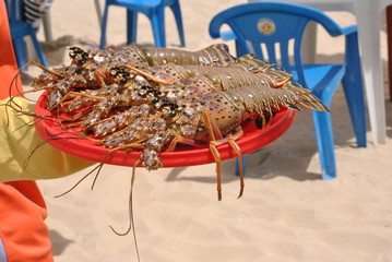 lobster in the beach