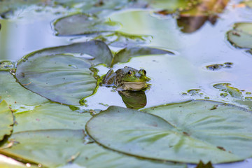 frog in pond