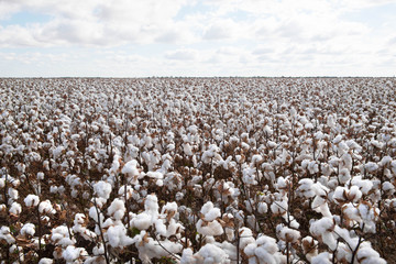 Cotton Crop