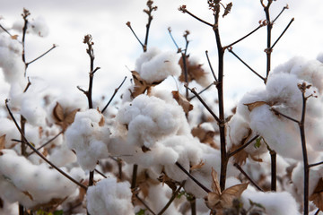 Cotton Crop