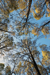 Casuarinas