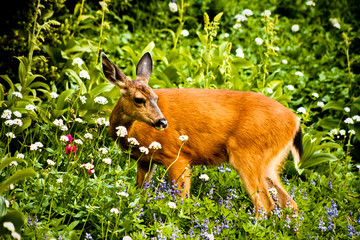 Deer in Wild Flowers