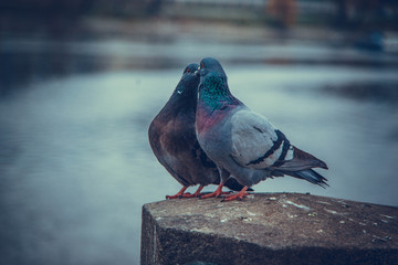 pigeon on a background