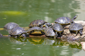 turtles in pond