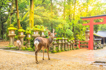 Obraz premium Wild deer in Nara Park in Japan. Deer are symbol of Nara's greatest tourist attraction. On background, red Torii gate of Kasuga Taisha Shine one of the most popular temples in Nara City.