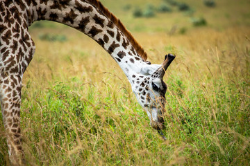 Masai Giraffe Eating