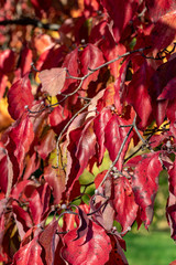 Colorful Red Autumn Leaves