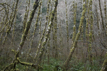 Alders and Moss