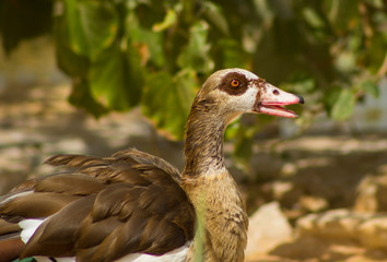 A closeup image of an Egyptian swan.