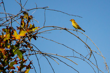 A pine warbler perched in a Florida oak tree