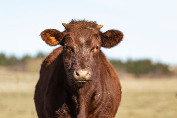 Young Cow Close up
