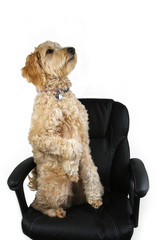 Dog Sitting Up on Office Chair