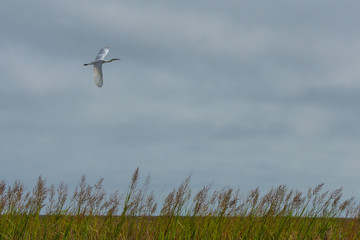 Great egret in flight