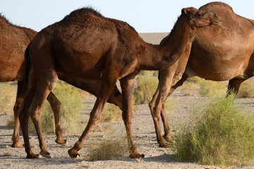 Camels in the Maranjab Desert, Iran