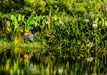 A tricolored heron flying through a natural Florida wetland garden