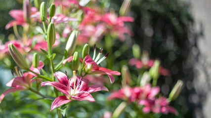 pink  Lillie flowers in garden