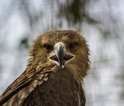 A closeup image of a staring eagle.