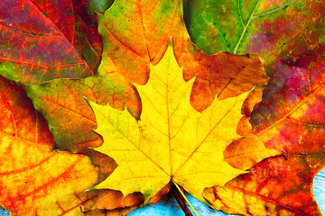 Autumn background of yellow and colored leaves,