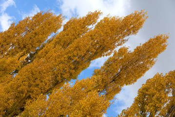 Poplars