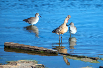 Three Whimbrel shorebirds wading in Ventura estuary preserve in California United States