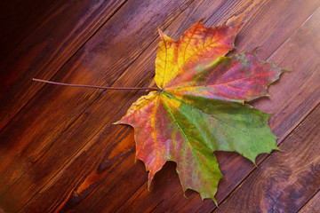 background of autumn leaves. Autumn background