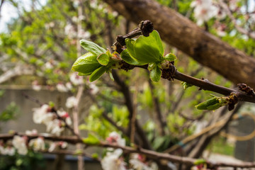 floweriness of apricot branches