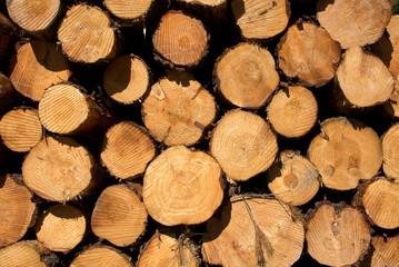 Pine Logs