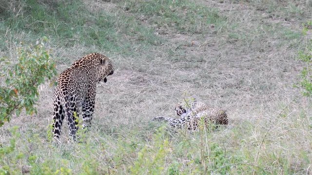 Male and female Leopard mating and love making, Maasai Mara