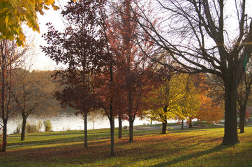 Autumn Fall Trees Colorful