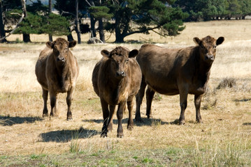 Murray Grey Cattle