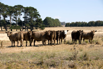 Fototapeta na wymiar Murray Grey Cattle