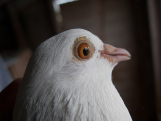 Pigeon