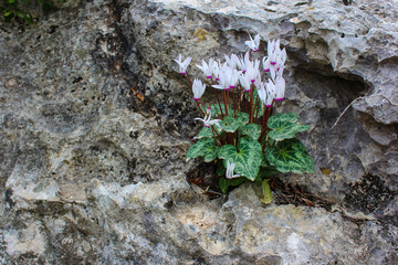 Flowers and leaves of Persian cyclamen on rocks.