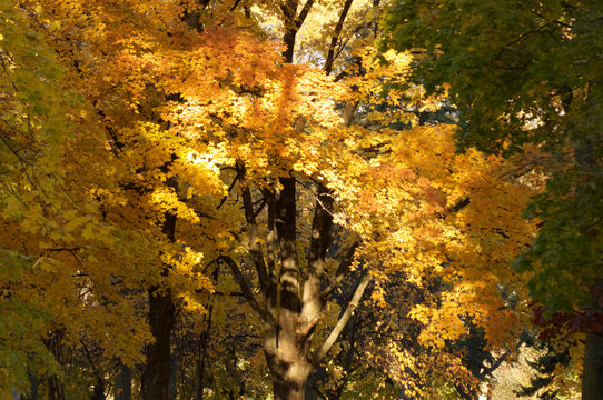 Trees Fall Autumn 