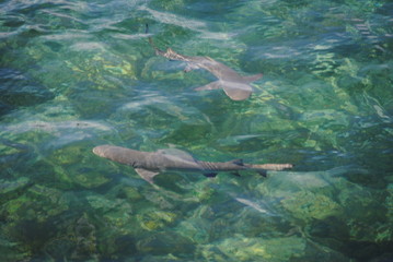 Fototapeta premium shark fishing