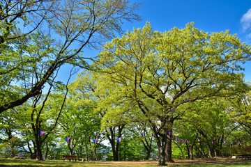 栃木　佐野市の城山公園