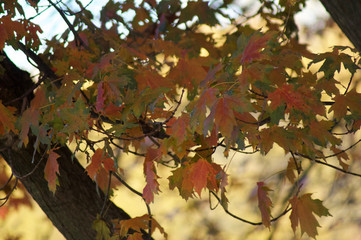 Naklejka na ściany i meble Fall Colors Autumn Tree Leaves