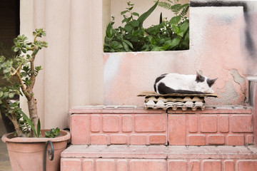 Chat qui dort dans la rue au Maroc