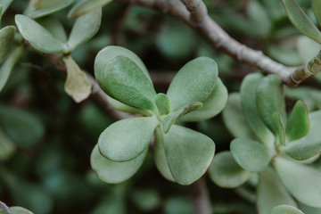 Détails en gros plan de plante grasse
