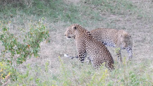 Male and female Leopard mating and love making, Maasai Mara