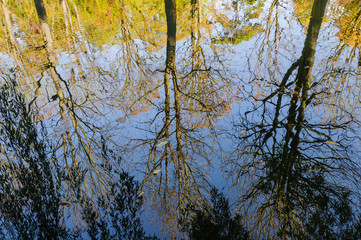 Trees with autumn leaves are reflected in the water / Trees with colorful autumn leaves are reflected in the water.