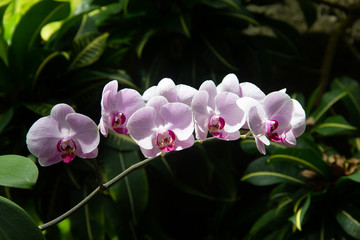 pink flowers in the garden