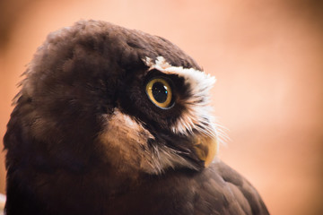 Buho