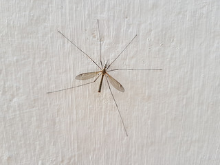 big mosquito on the wall