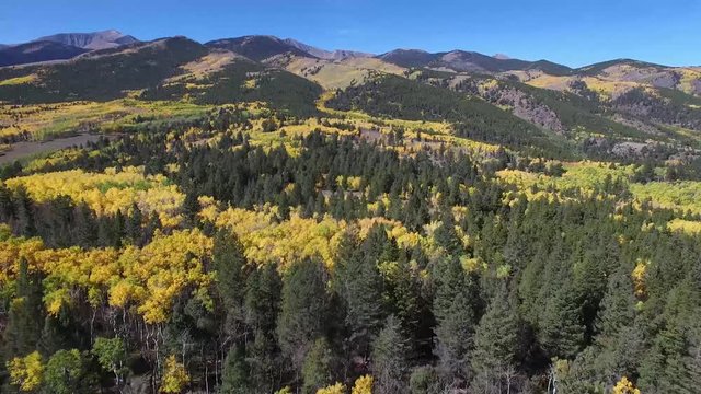 Aerial drone footage of aspen trees and leaves changing in Colorado Rockies forest (multiple views)