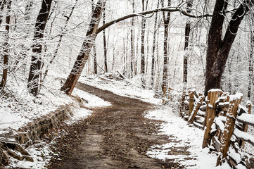 Winter Path