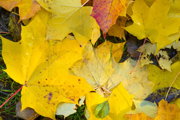 Autumn landscape. Golden leaves background