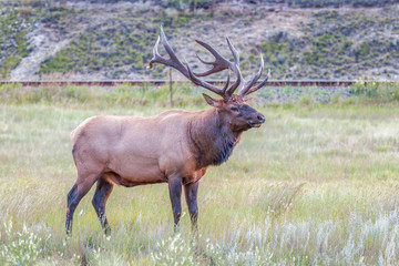 Male Elk or Wapiti in Jasper National Park.Alberta.Canada