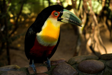 brazilian bird tucano